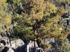 -梭布垭石林景区