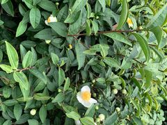 -敬亭山风景名胜区