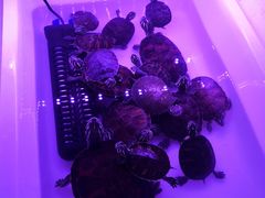 -华声天桥民俗文化园