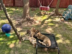 -西霞口神雕山野生动物世界