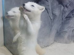 -海合安青岛极地海洋公园