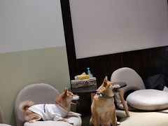 -逗柴咖啡屋·狗咖猫咖宠物桌游