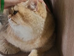 -藏猫猫咖啡主题馆(中央大道店)