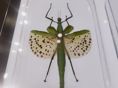 -上海昆虫博物馆