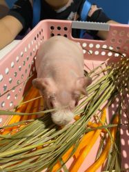 -Moni星球萌宠·小马宝莉·灵蛇·高端高阶全萌宠互动体验俱乐部(红豆国际广场店)