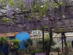 -嘉定紫藤园