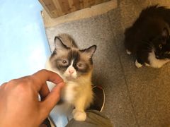 -猫色咖啡·猫咖