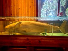 -北海金海湾红树林生态旅游区