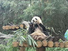 -广州长隆野生动物世界