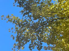 -三里屯东五街银杏大道