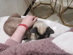 -藏猫猫咖啡主题馆(中央大道店)