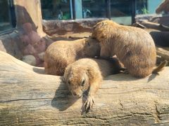 -大连森林动物园