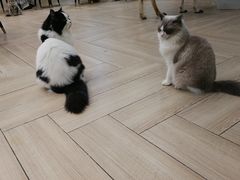 -安格丽娜·狗咖·猫咖羊驼咖(春熙路百盛商场店)