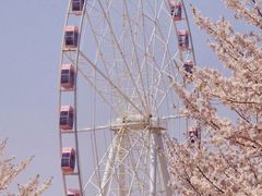 -顾村公园