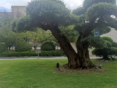 -阿纳迪酒店·秘境西餐厅