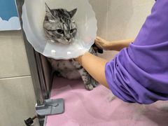 -北京观赏动物医院·24小时大型综合·猫专科·异宠专科