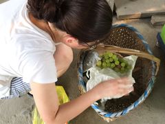 -马陆小张葡萄园农家乐