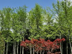 -新旺茶餐厅(长泰广场店)