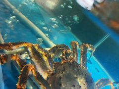 水产区-四海蒸鲜蒸汽海鲜自助(北戴河店)