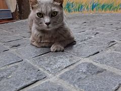 -猫岛主趣味餐厅(鼓浪屿店)