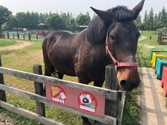 -田园东方蜜桃村的田野营地