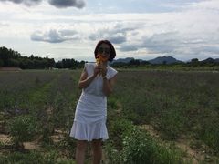 -北京东方普罗旺斯薰衣草庄园