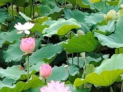 -荔湾湖公园