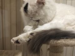 -猫小院猫主题咖啡厅(北锣店)