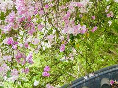 -深圳国际园林花卉博览园