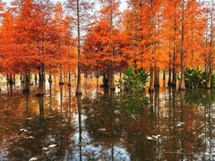 -白鹭湾湿地公园