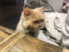 -小时光咖啡馆(开森度假森林店)