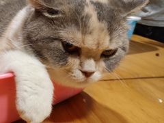 -藦茜花园宠物主题亲子互动体验馆(国顺东路店)