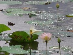 -后襄河公园