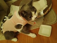 -中农国际动物医院24小时·猫科·骨科·急重症中心