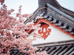 -武汉大学-樱园