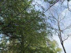 -洨河生态公园