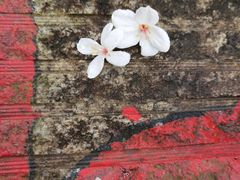 -广州白江湖森林公园