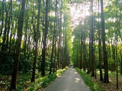 -上海滨江森林公园