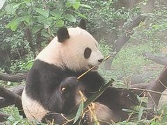 -广州长隆野生动物世界
