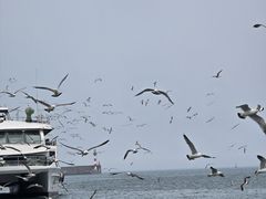 -海驴岛(荣成市)