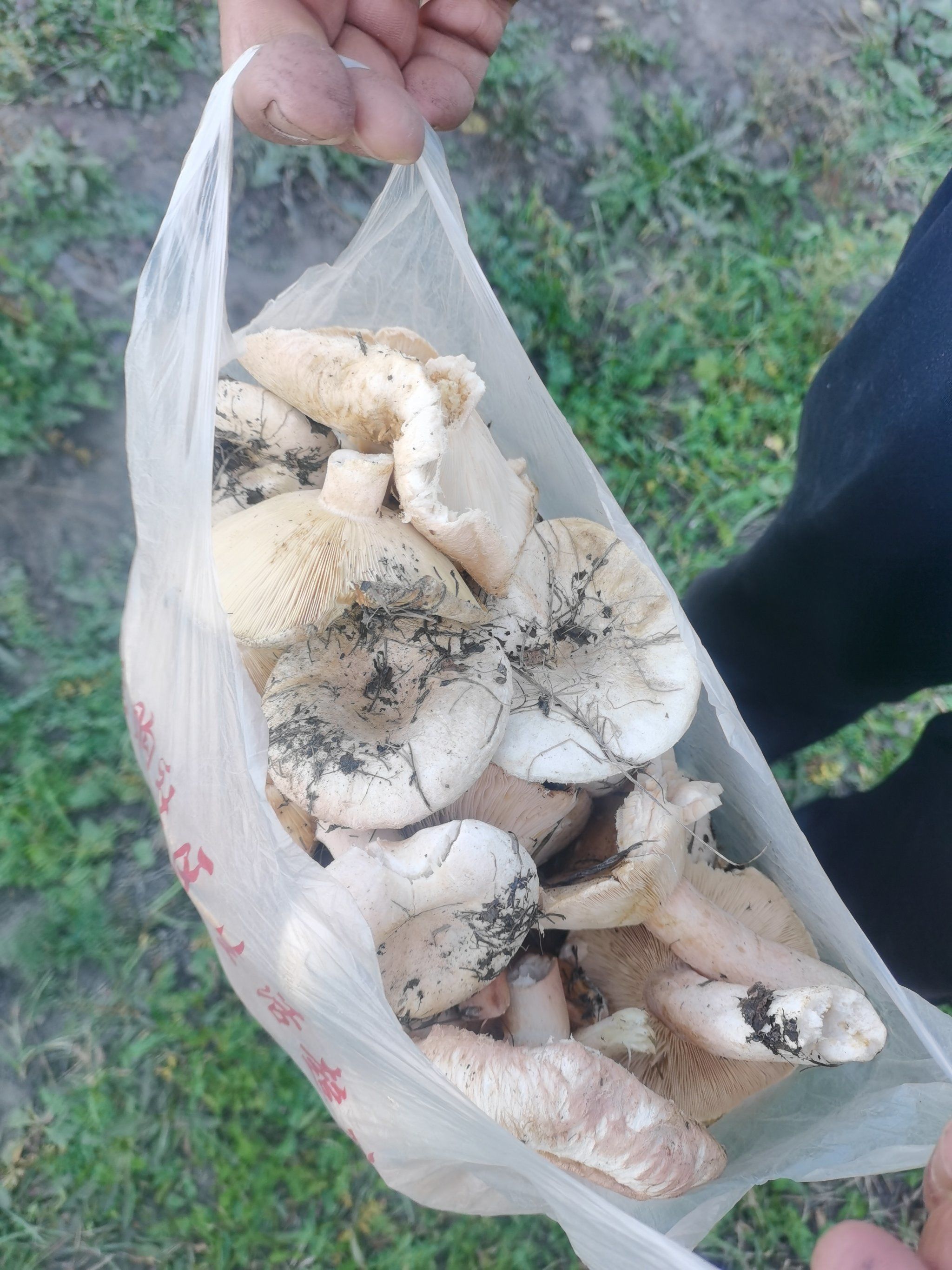 坝上草原这个地方蘑菇真多