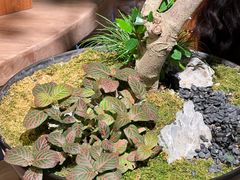 -自由生长植物工作室(深港花卉中心店)