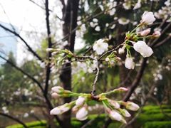 -武汉大学-樱园
