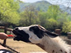 -西安秦岭野生动物园