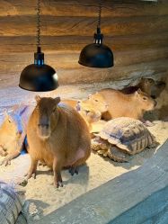 -Zoolung Zoolung动物主题公园(海信广场店)