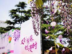 -嘉定紫藤园