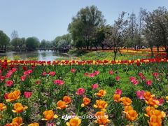 -泗洪洪泽湖湿地景区