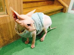 -藦茜花园宠物主题亲子互动体验馆(国顺东路店)