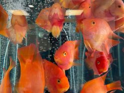 -杭州贝瑞斯美华妇儿医院·早孕·产检·儿科