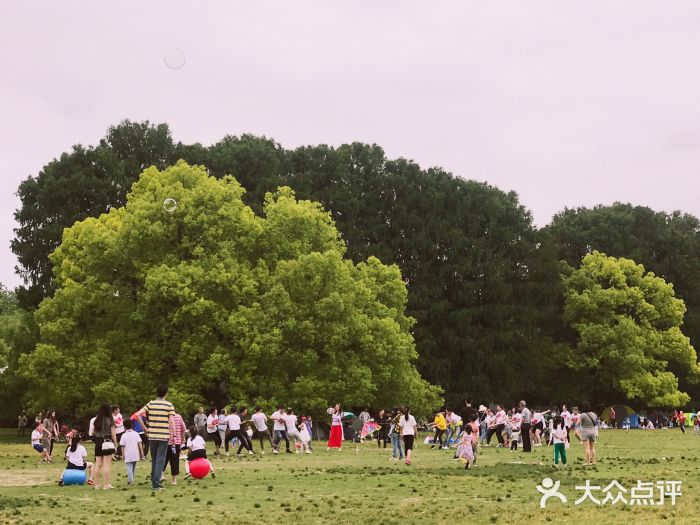 上海共青森林公园游乐设施图片